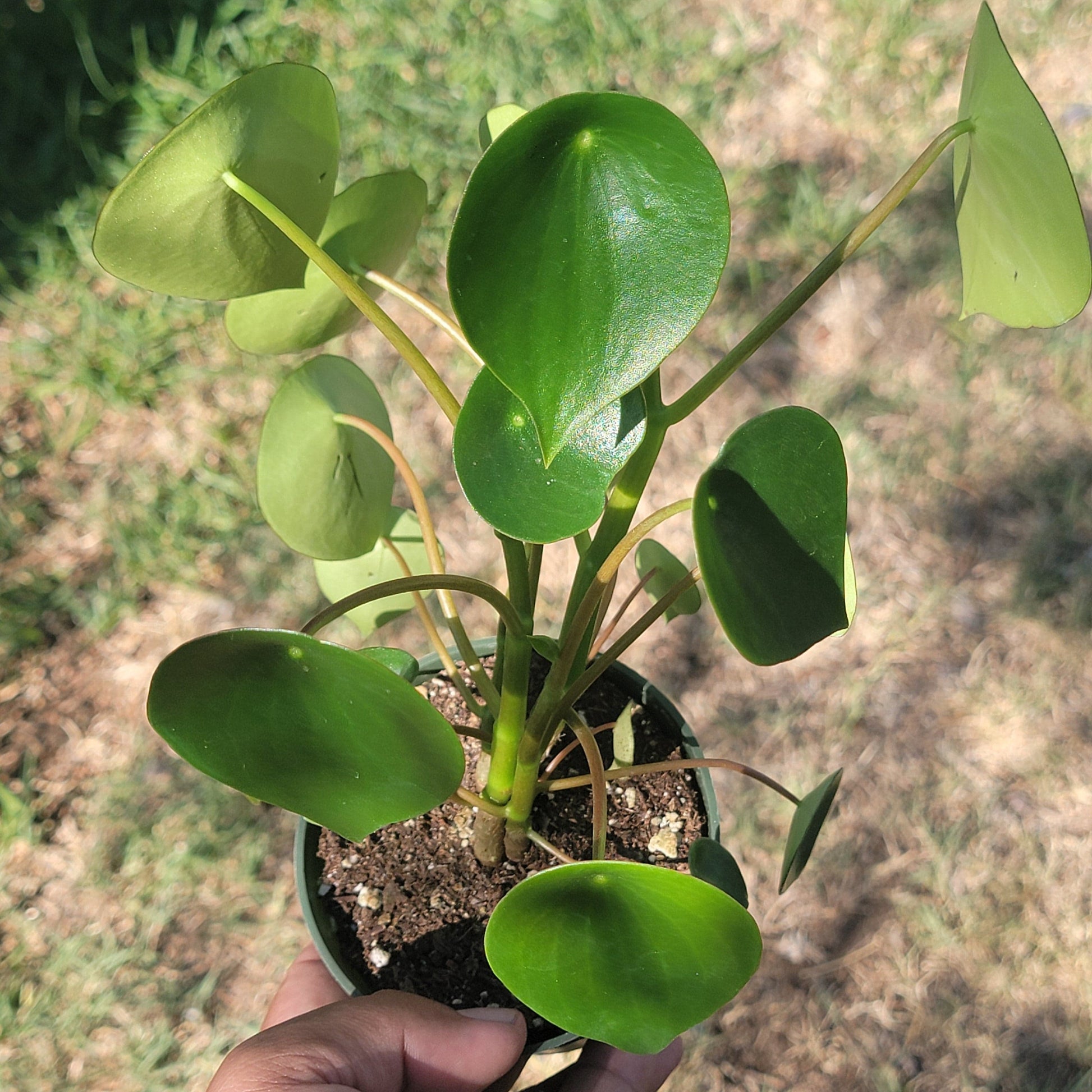 DesertScapeSucculent Succulent Single 4" Peperomia 'Owl Eye' 'Raindrops'