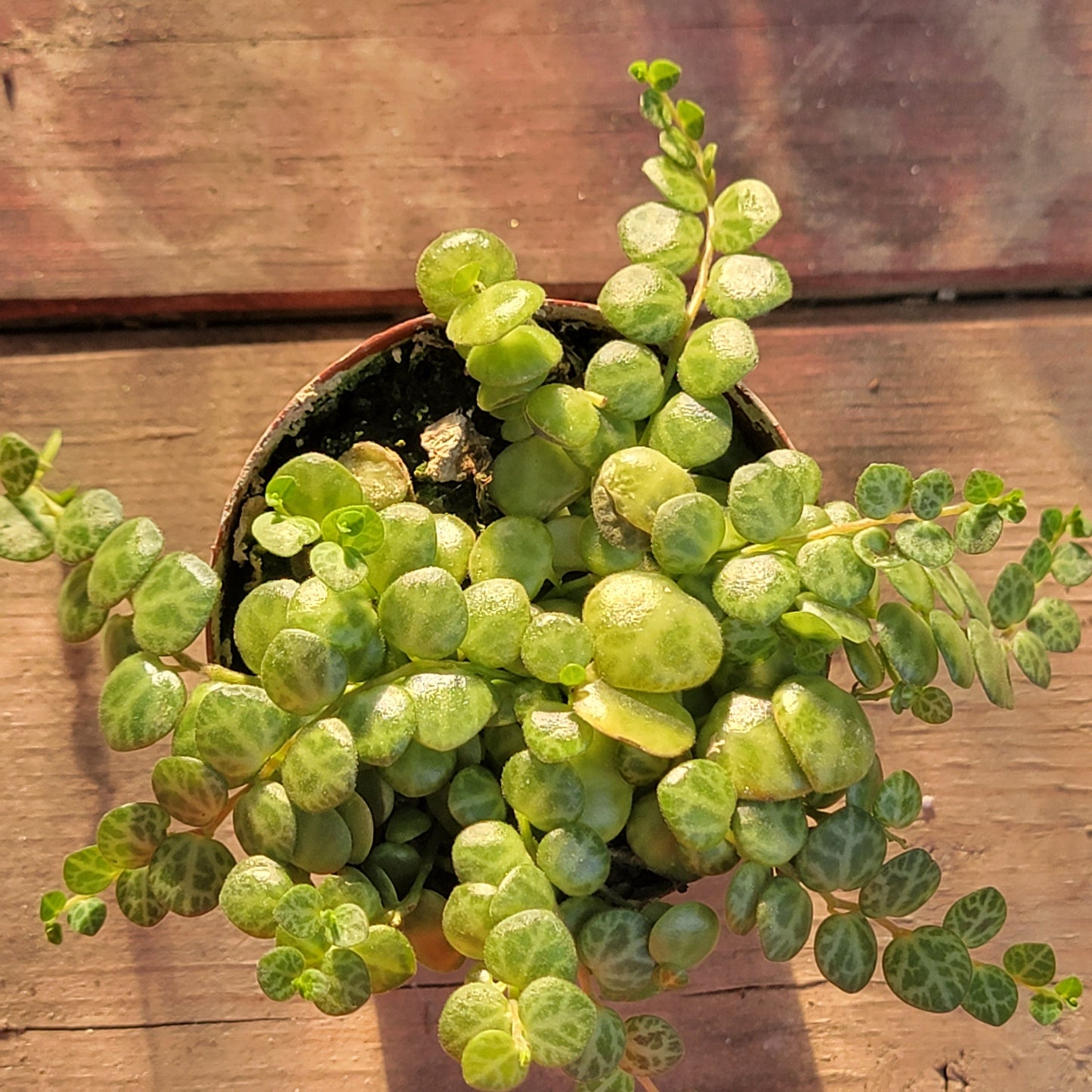 Peperomia prostrata 'String of Turtles'