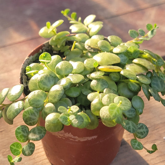 Peperomia prostrata 'String of Turtles'