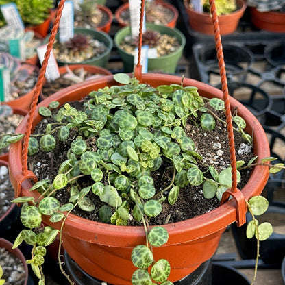 Peperomia prostrata 'String of Turtles'