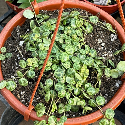 Peperomia prostrata 'String of Turtles'