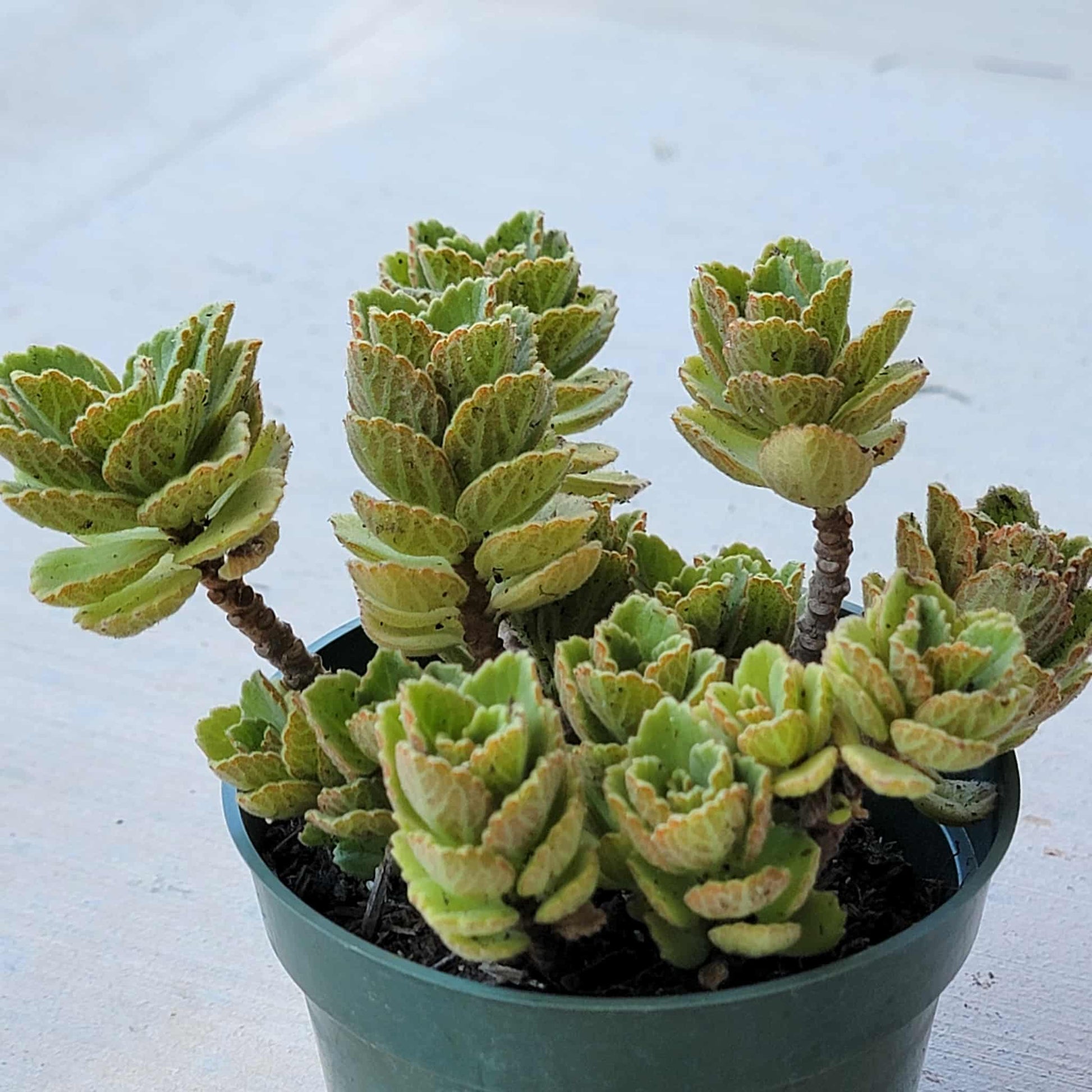succulent spanish Plectranthus amboinicuis 'Vick's Plant' 'Spanish Tyme' – DesertScapeSucculent