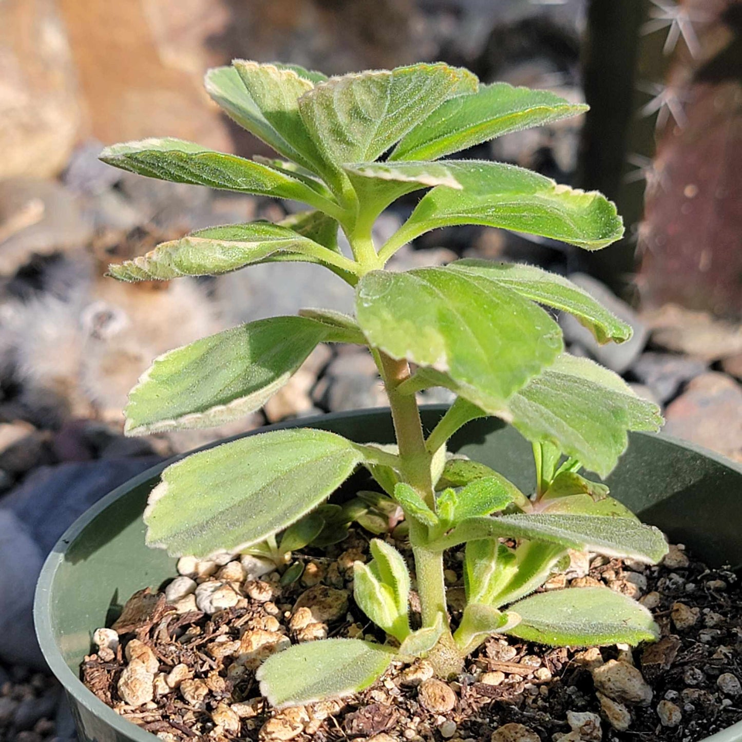 DesertScapeSucculent Succulent 4" Assorted Plectranthus amboinicuis 'Vick's Plant' 'Spanish Tyme'