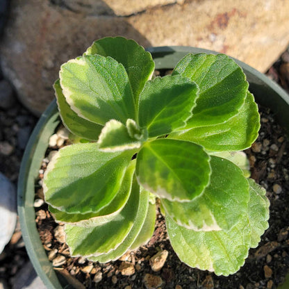 DesertScapeSucculent Succulent 4" Assorted Plectranthus amboinicuis 'Vick's Plant' 'Spanish Tyme'