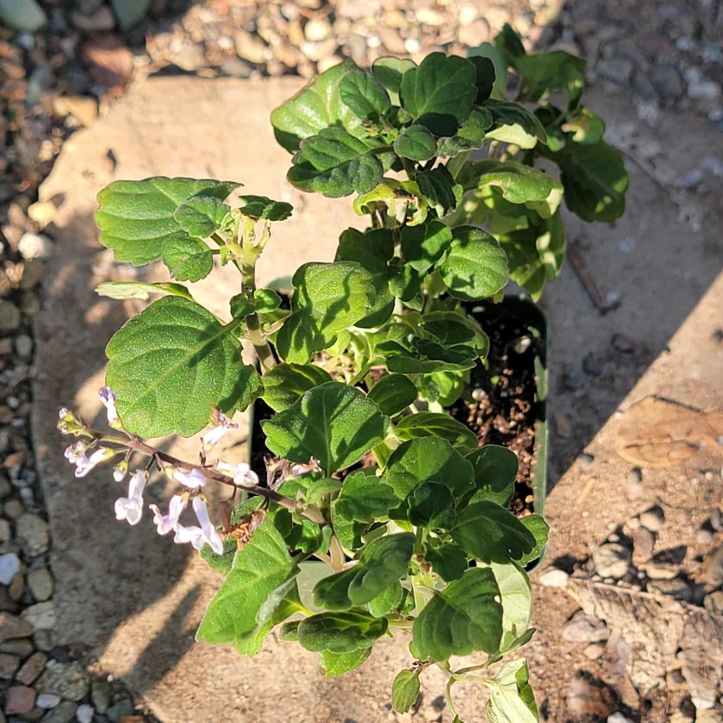 Plectranthus ernstii - 4 Inch - Succulent - DesertScapeSucculent