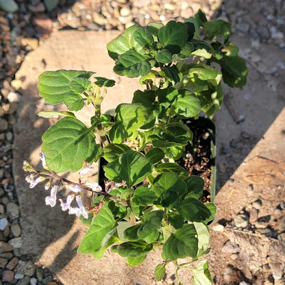 Plectranthus ernstii - 4 Inch - Succulent - DesertScapeSucculent