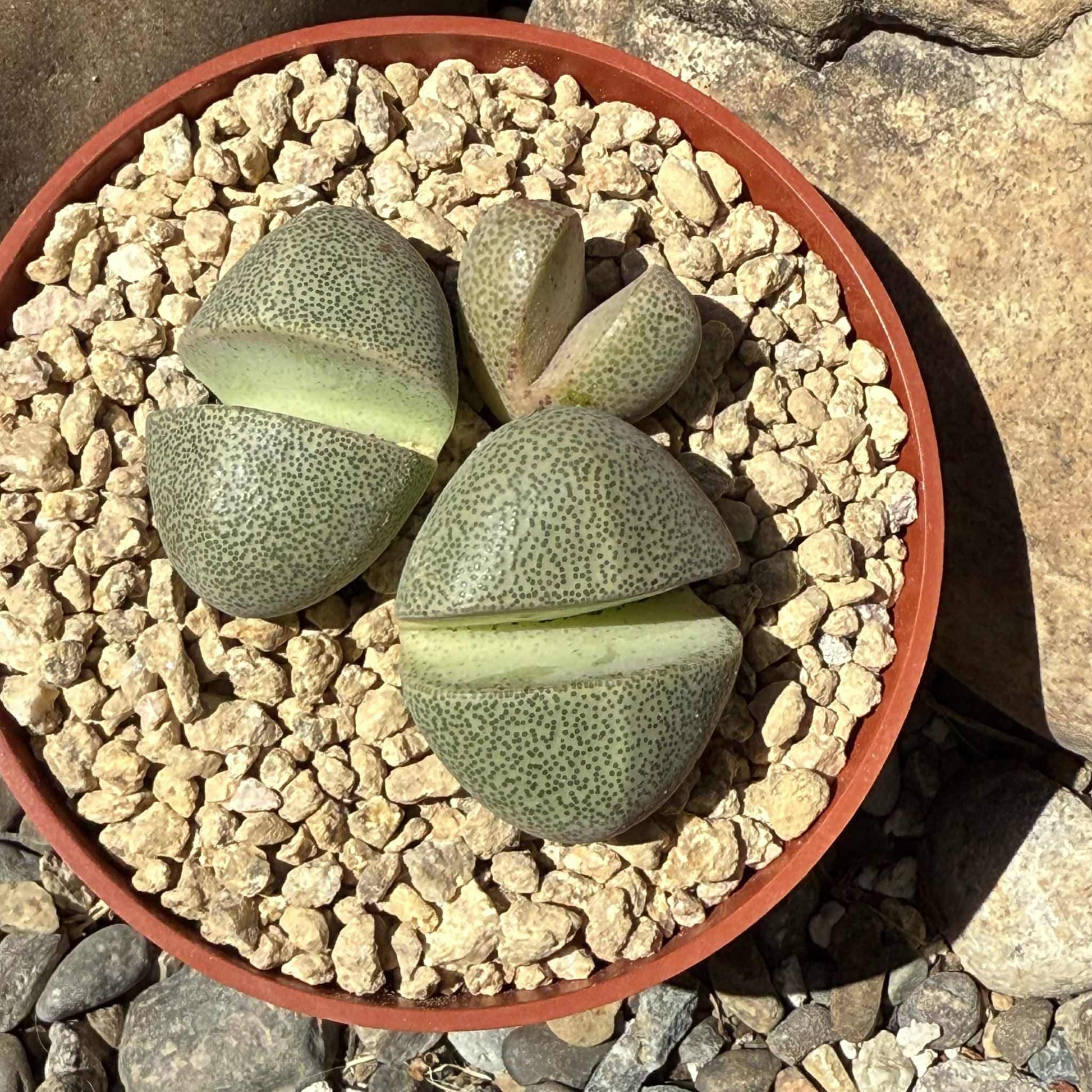 Pleiospilos nelii 'Split Rock' - 4 Inch Assorted - Succulent - DesertScapeSucculent