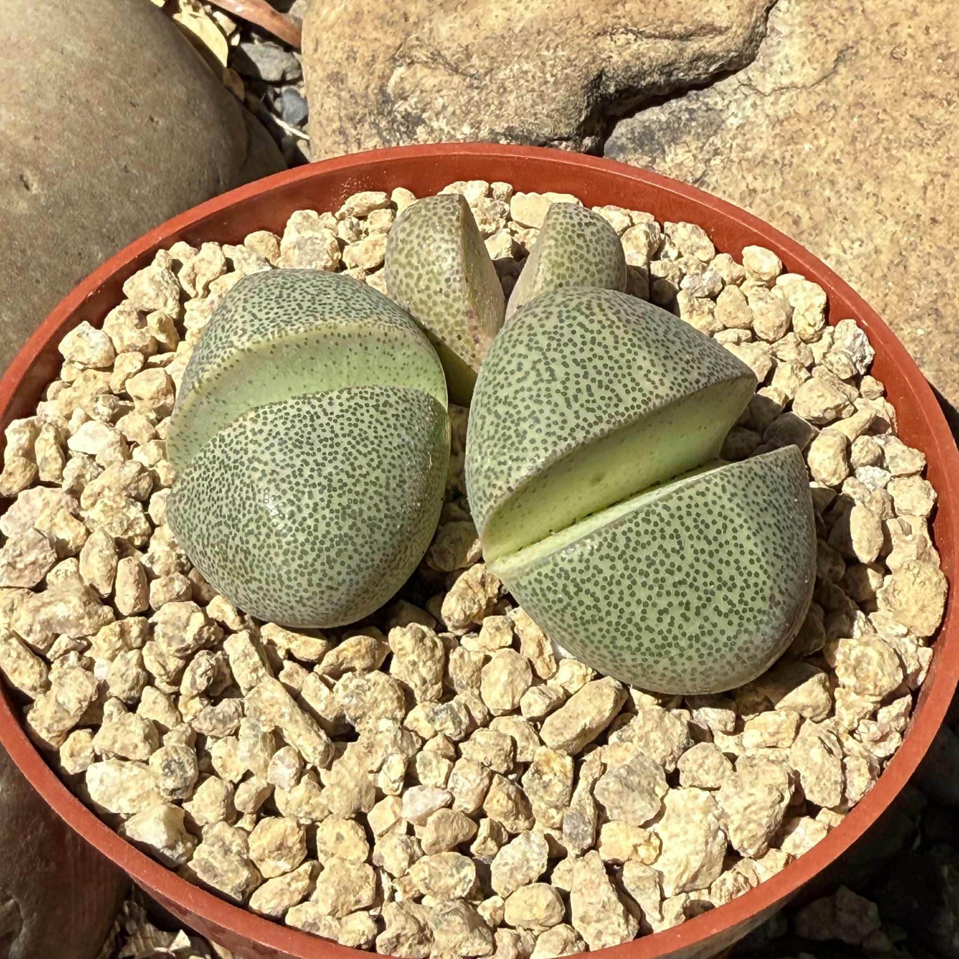 Pleiospilos nelii 'Split Rock' - 4 Inch Assorted - Succulent - DesertScapeSucculent