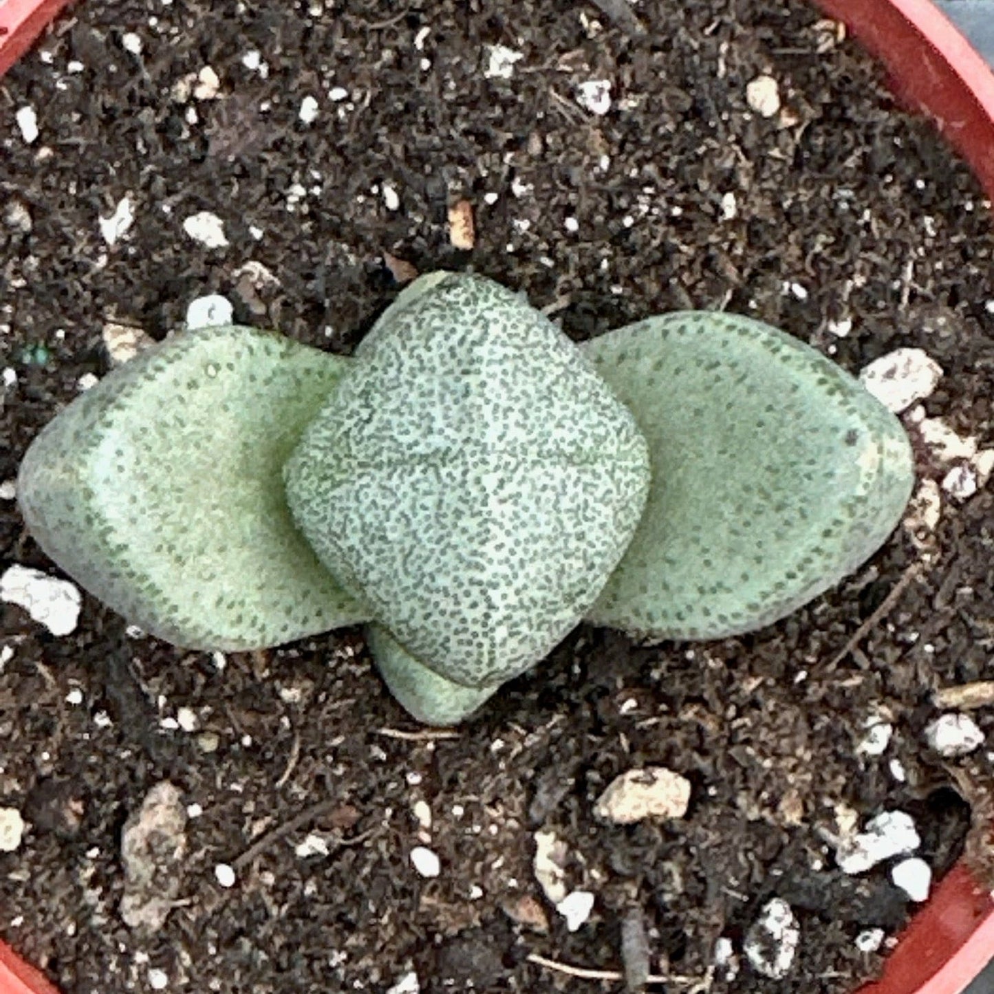 Pleiospilos nelii 'Split Rock'