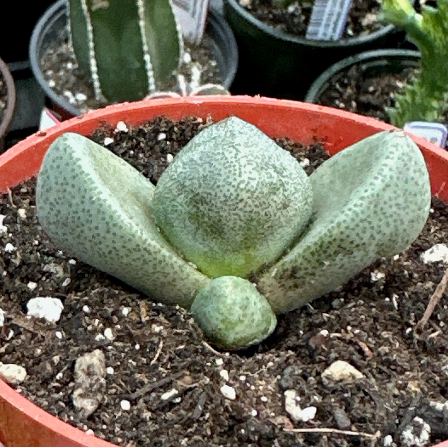 Pleiospilos nelii 'Split Rock'