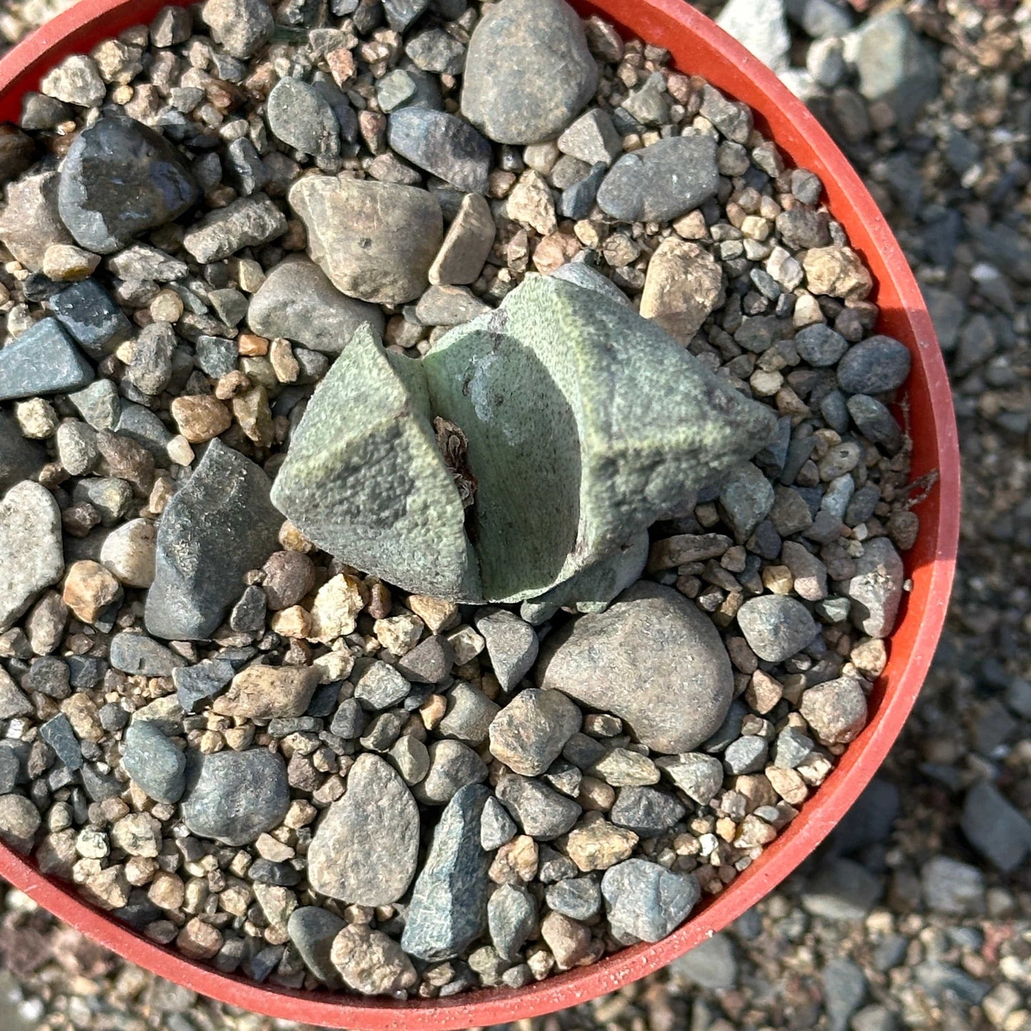 DesertScapeSucculent Succulent 4" Assorted Pleiospilos nelii 'Split Rock'