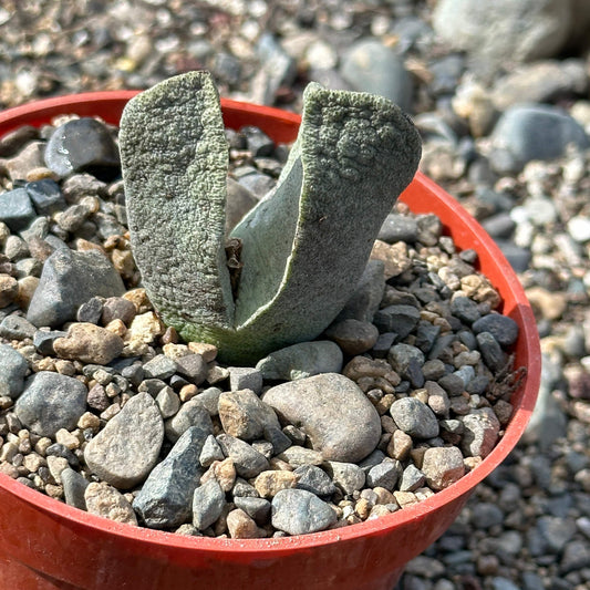 Pleiospilos nelii 'Roca dividida'