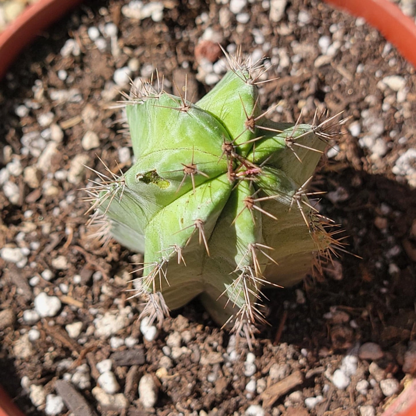 DesertScapeSucculent Succulent Polaskia chichipe