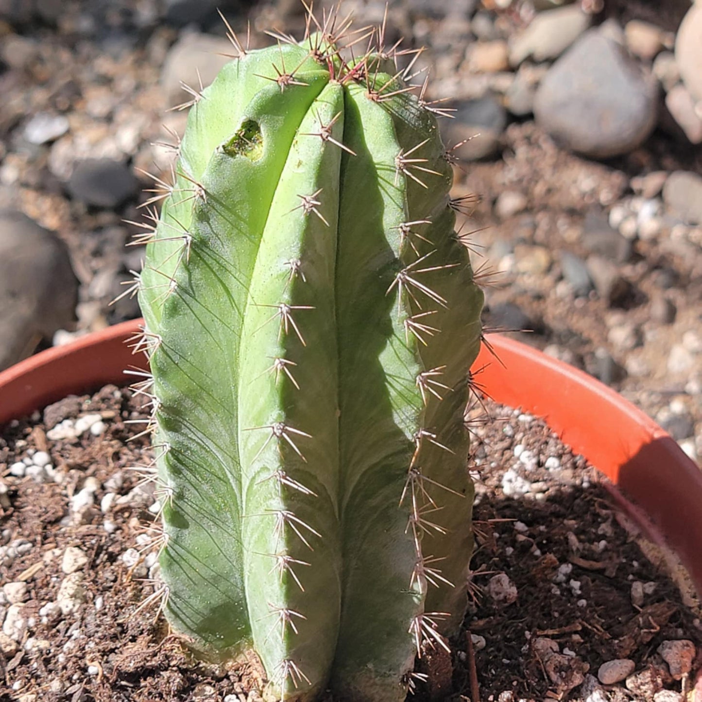 DesertScapeSucculent Succulent 6" Assorted Polaskia chichipe