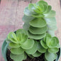 Portulaca molokiniensis - 6 Inch - Succulent - DesertScapeSucculent