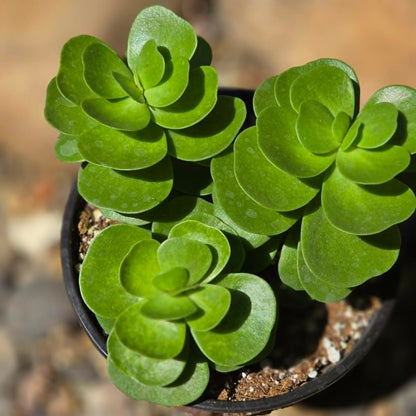 DesertScapeSucculent Succulent 6 Inch Portulaca molokiniensis