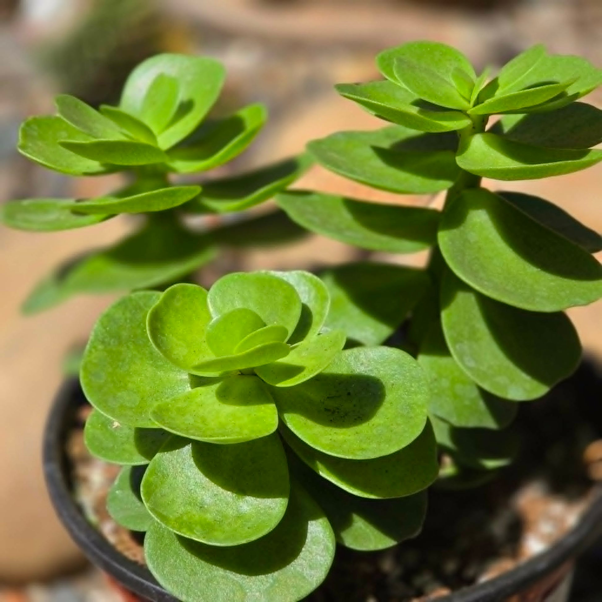DesertScapeSucculent Succulent 6 Inch Portulaca molokiniensis