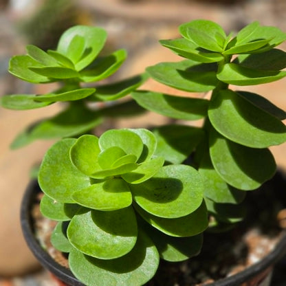 DesertScapeSucculent Succulent 6 Inch Portulaca molokiniensis