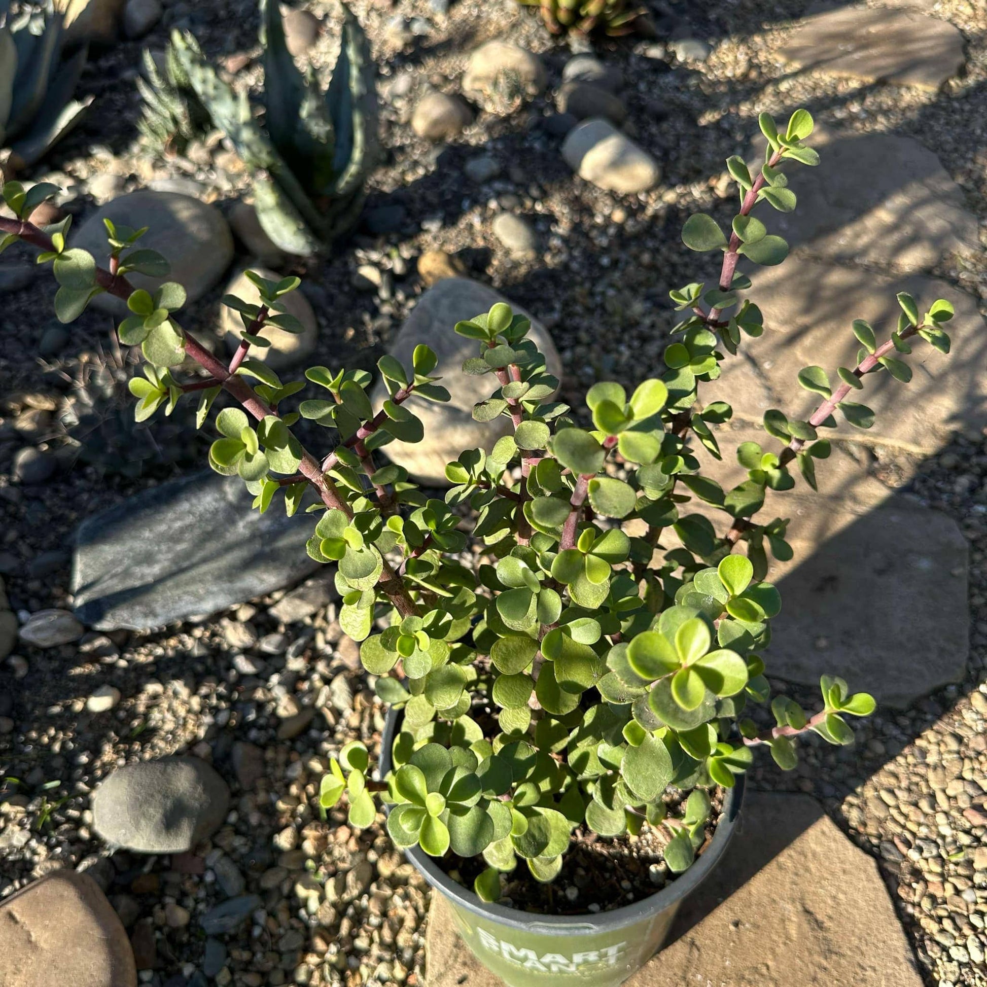 elephant foot succulent plant Portulacaria Afra 'Elephant Bush' – DesertScapeSucculent