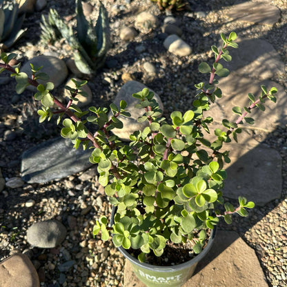 DesertScapeSucculent Succulent 1 gal Assorted Portulacaria Afra 'Elephant Bush'