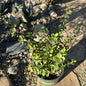Portulacaria Afra 'Elephant Bush' - 1 gal Assorted - Succulent - DesertScapeSucculent