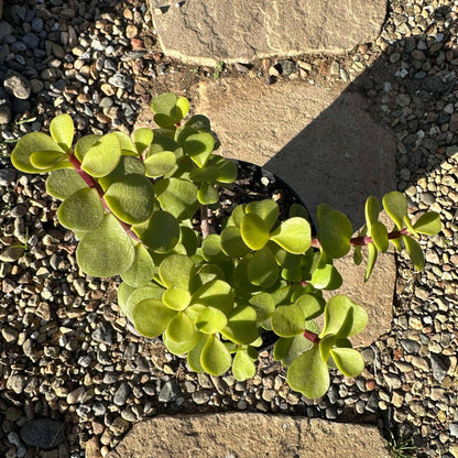 DesertScapeSucculent Succulent Portulacaria Afra 'Elephant Bush'