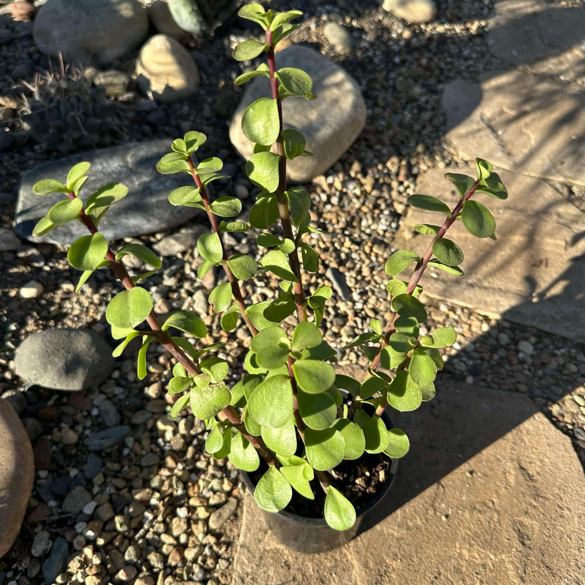 Portulacaria Afra 'Elephant Bush' - 4 Inch Green Assorted - Succulent - DesertScapeSucculent