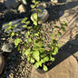 Portulacaria Afra 'Elephant Bush' - 4 Inch Green Assorted - Succulent - DesertScapeSucculent