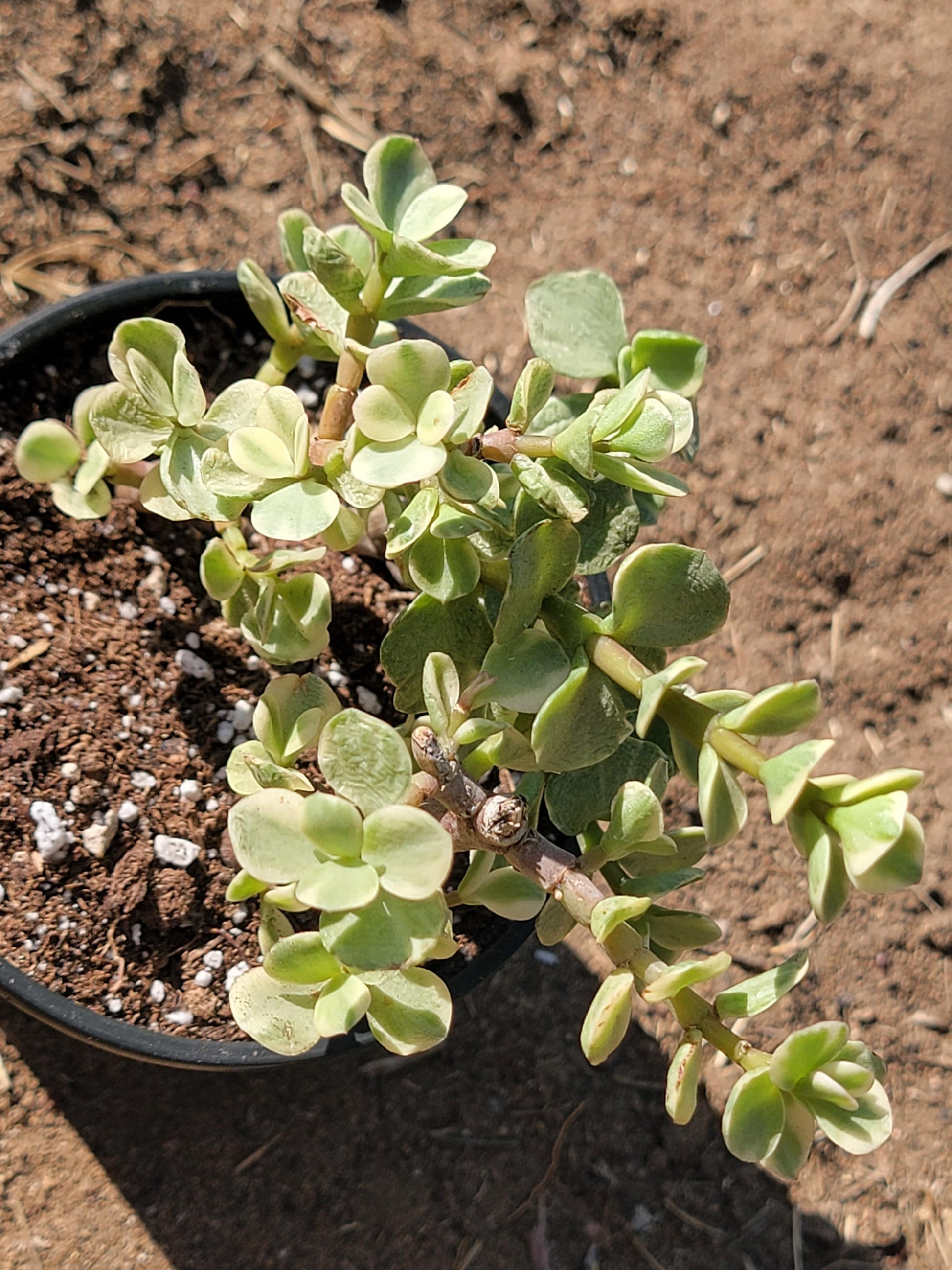 succulent plant elephant bush Portulacaria Afra 'Elephant Bush' – DesertScapeSucculent