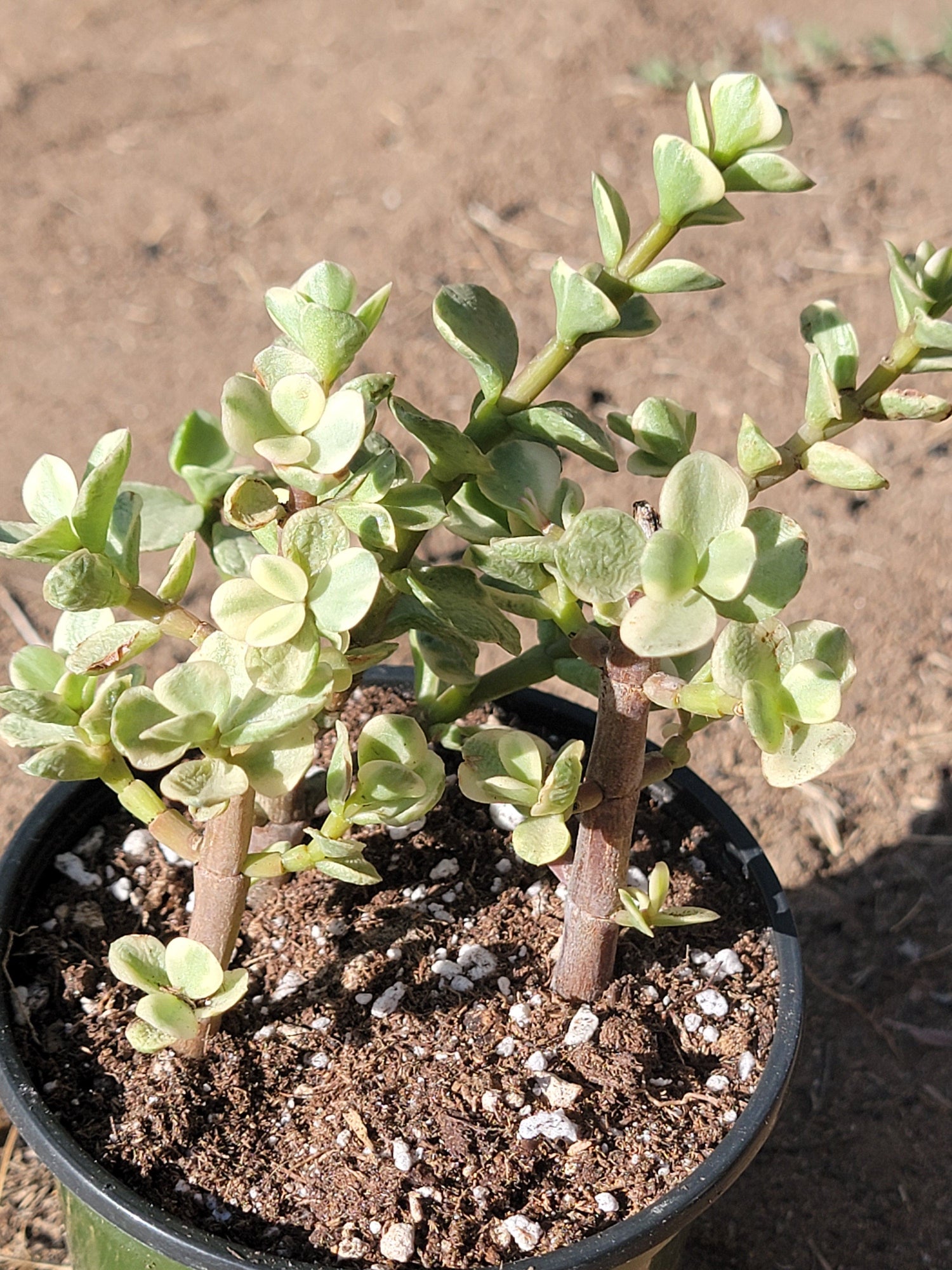 DesertScapeSucculent Succulent 4" Var. Assorted Portulacaria Afra 'Elephant Bush'