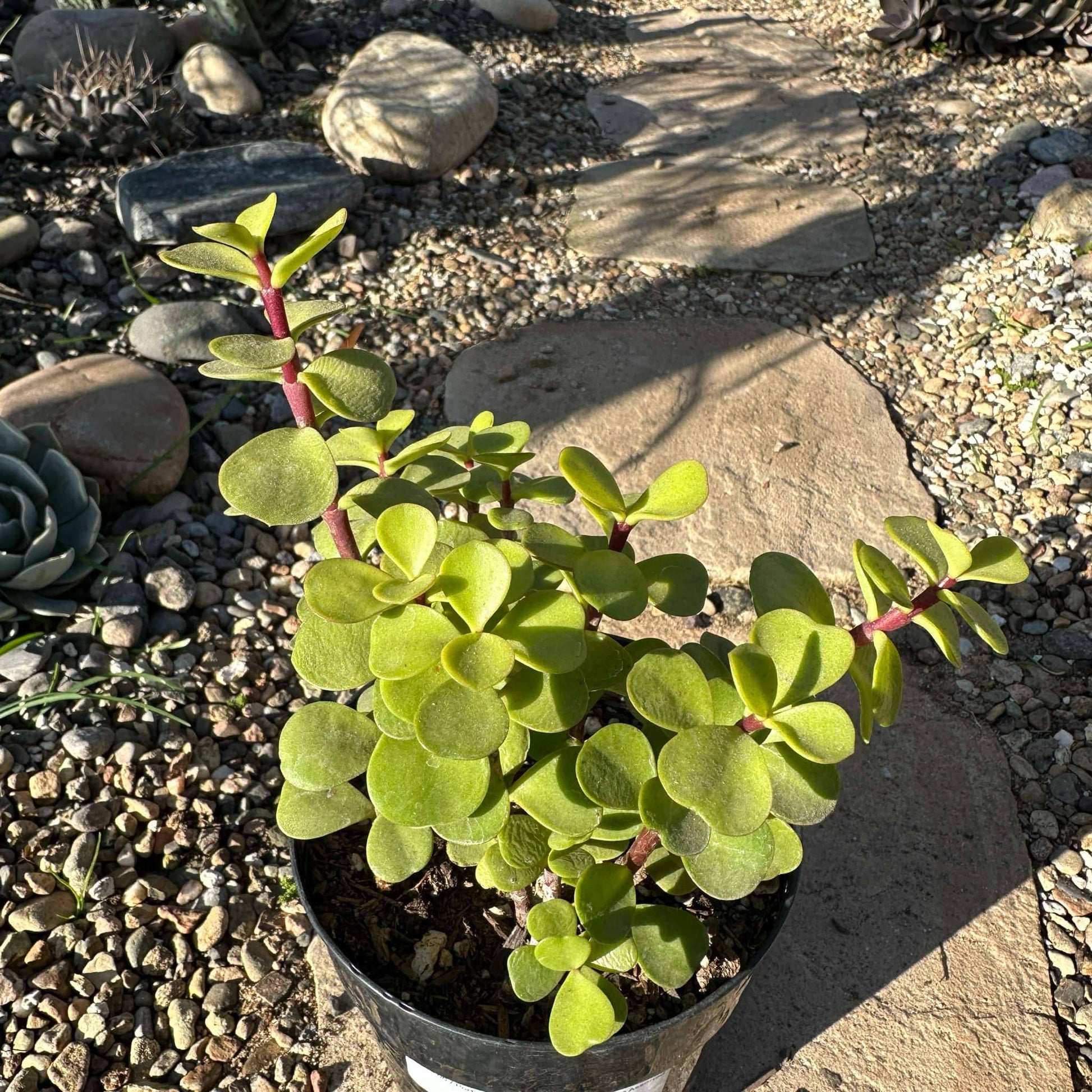 crassula portulacaria afra Portulacaria Afra 'Elephant Bush' – DesertScapeSucculent
