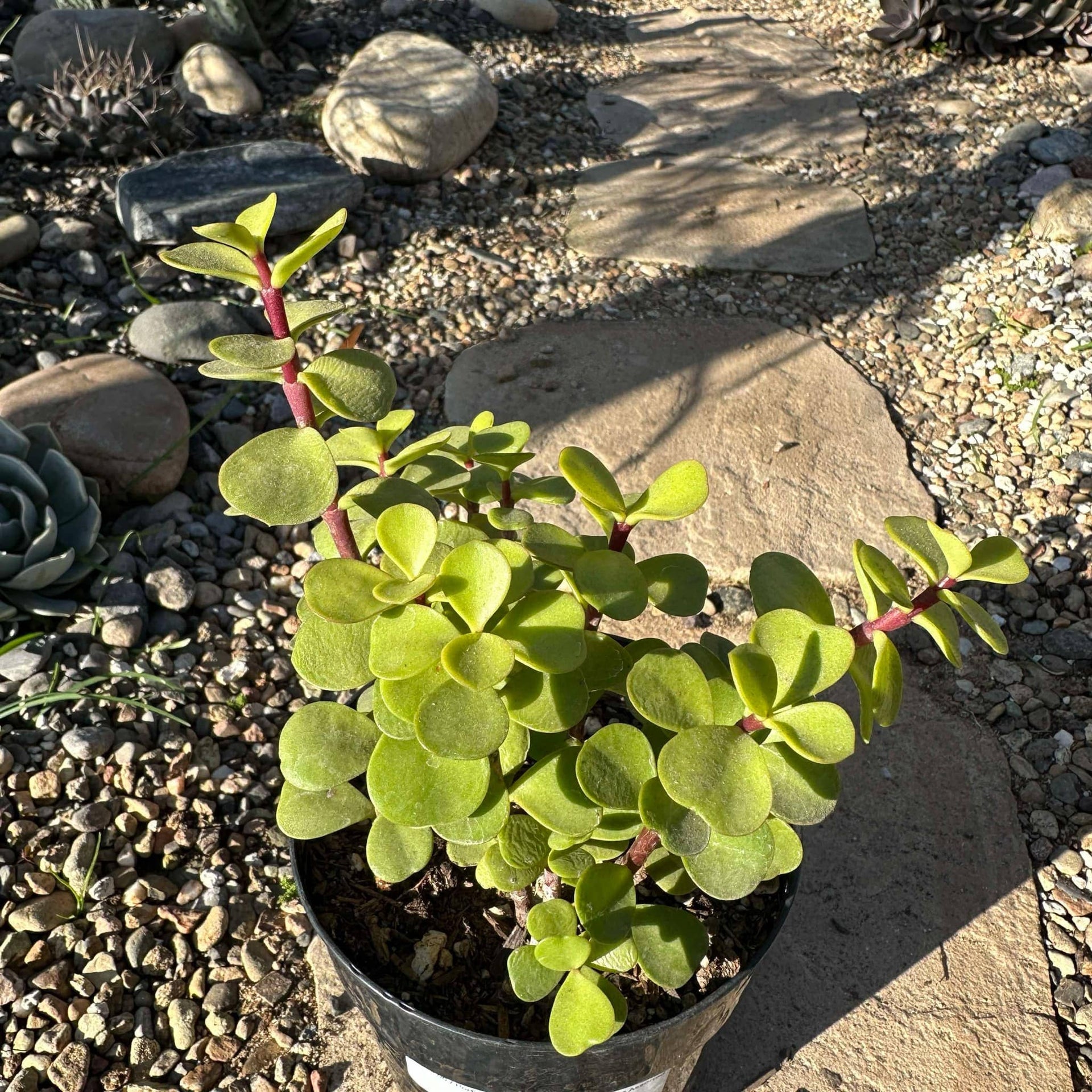 portulacaria afra green Portulacaria Afra 'Elephant Bush' – DesertScapeSucculent