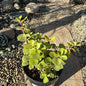 Portulacaria Afra 'Elephant Bush' - 5 Inch Assorted - Succulent - DesertScapeSucculent