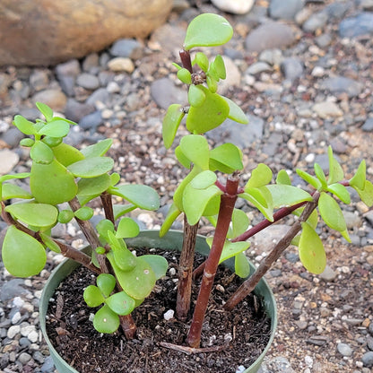 DesertScapeSucculent Succulent Portulacaria Afra 'Elephant Bush'