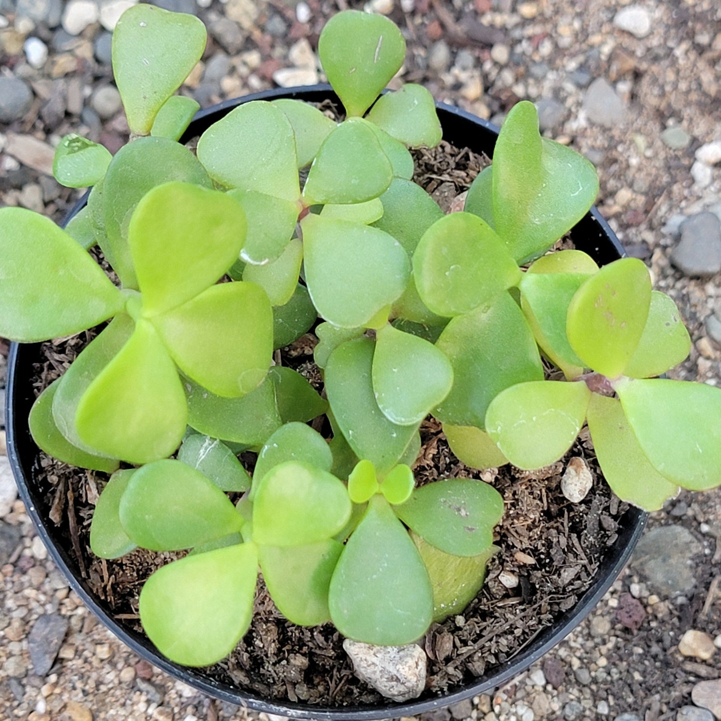 DesertScapeSucculent Succulent Portulacaria Afra 'Elephant Bush'