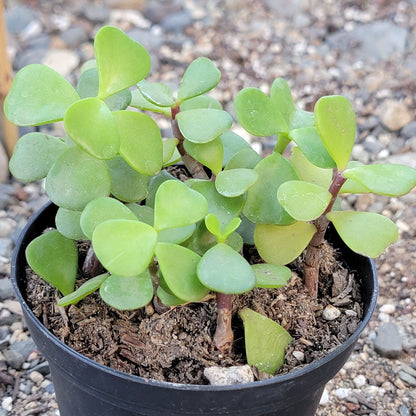 DesertScapeSucculent Succulent 4" Short Assorted Portulacaria Afra 'Elephant Bush'