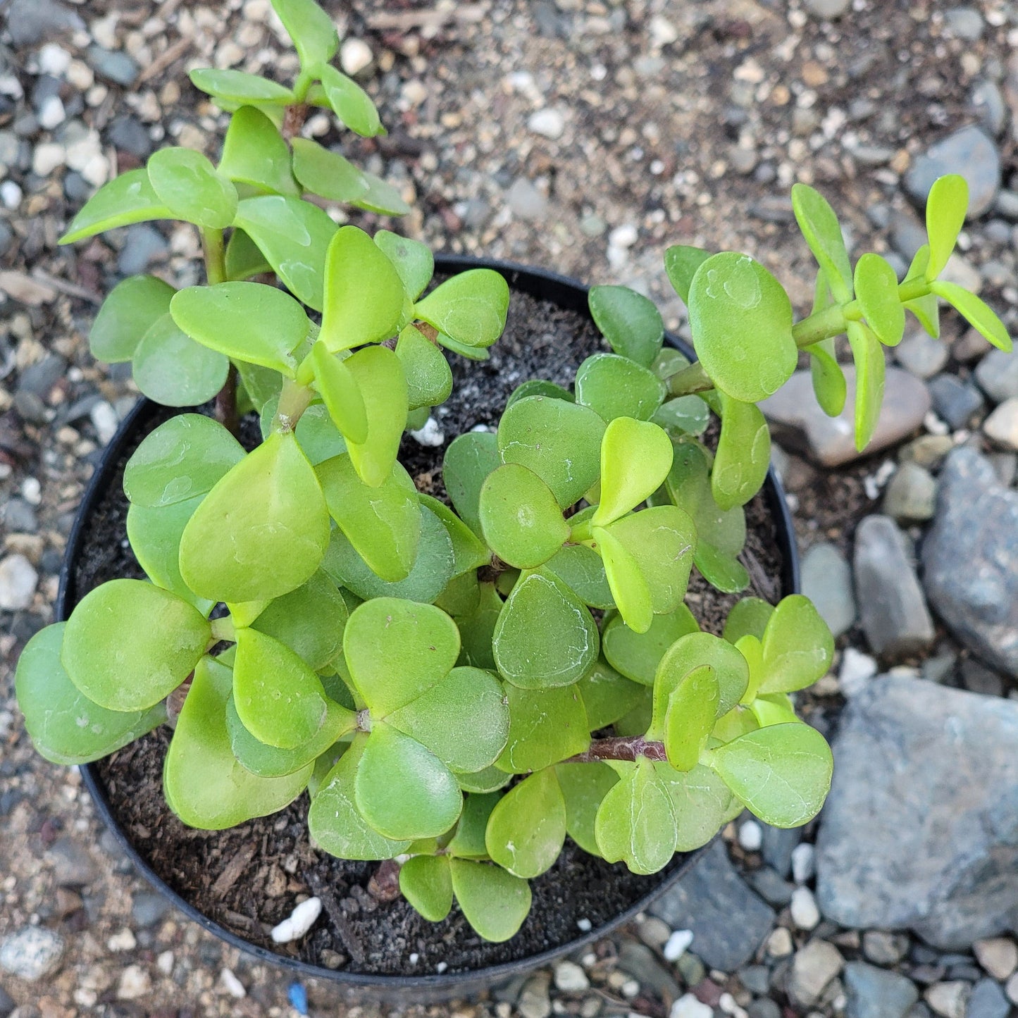 DesertScapeSucculent Succulent Portulacaria Afra 'Elephant Bush'