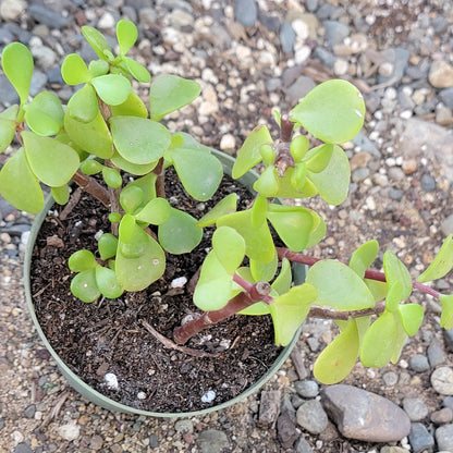 DesertScapeSucculent Succulent Portulacaria Afra 'Elephant Bush'