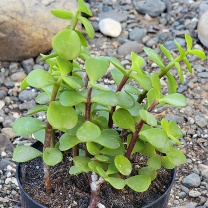 DesertScapeSucculent Succulent 5" Assorted Portulacaria Afra 'Elephant Bush'