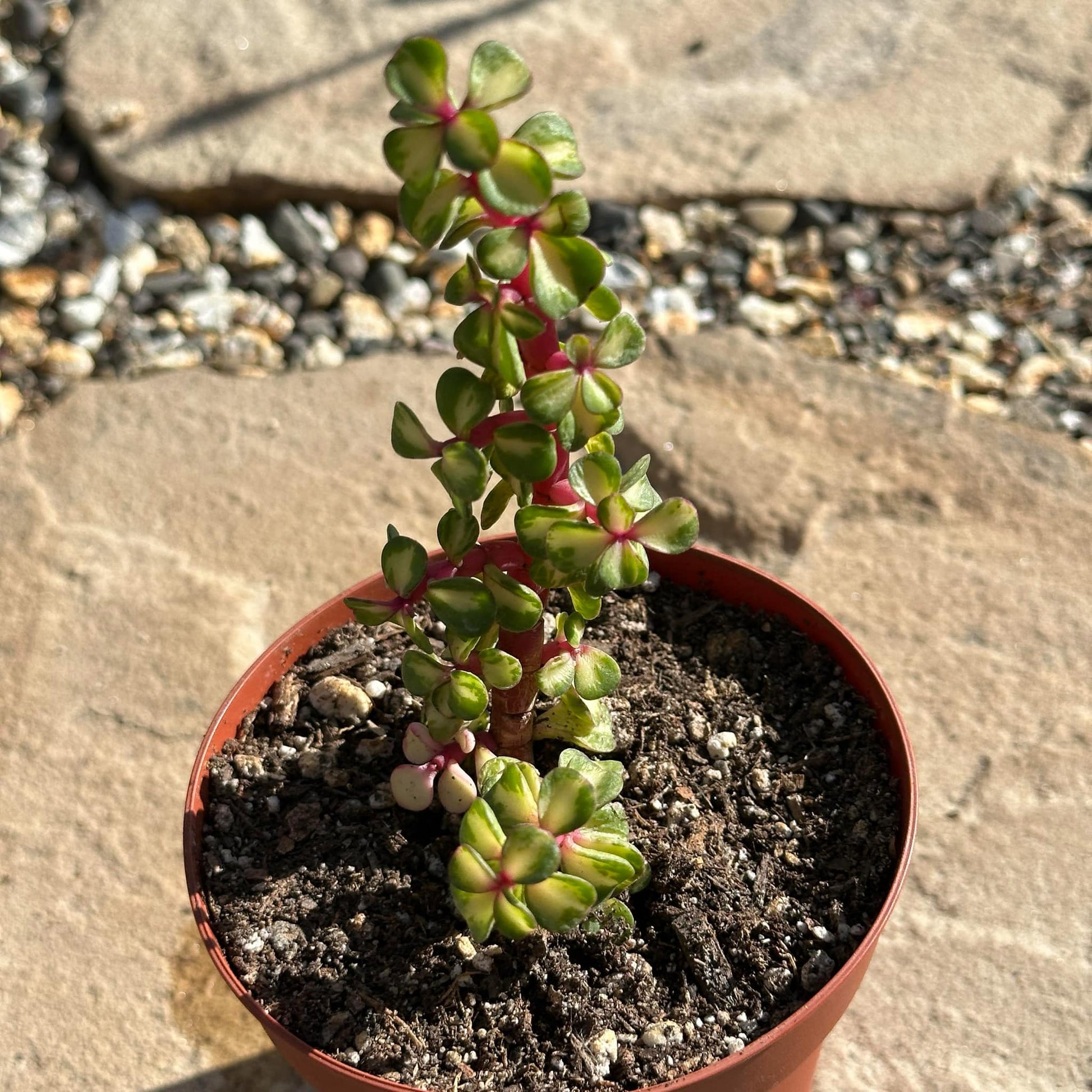 medio picta portulacaria afra Portulacaria Afra 'Kaleidoscope' – DesertScapeSucculent