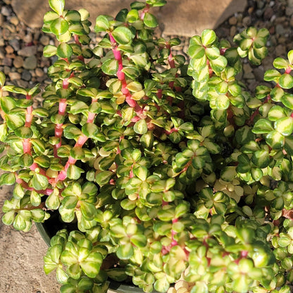 medio picta portulacaria afra Portulacaria Afra 'Kaleidoscope' – DesertScapeSucculent