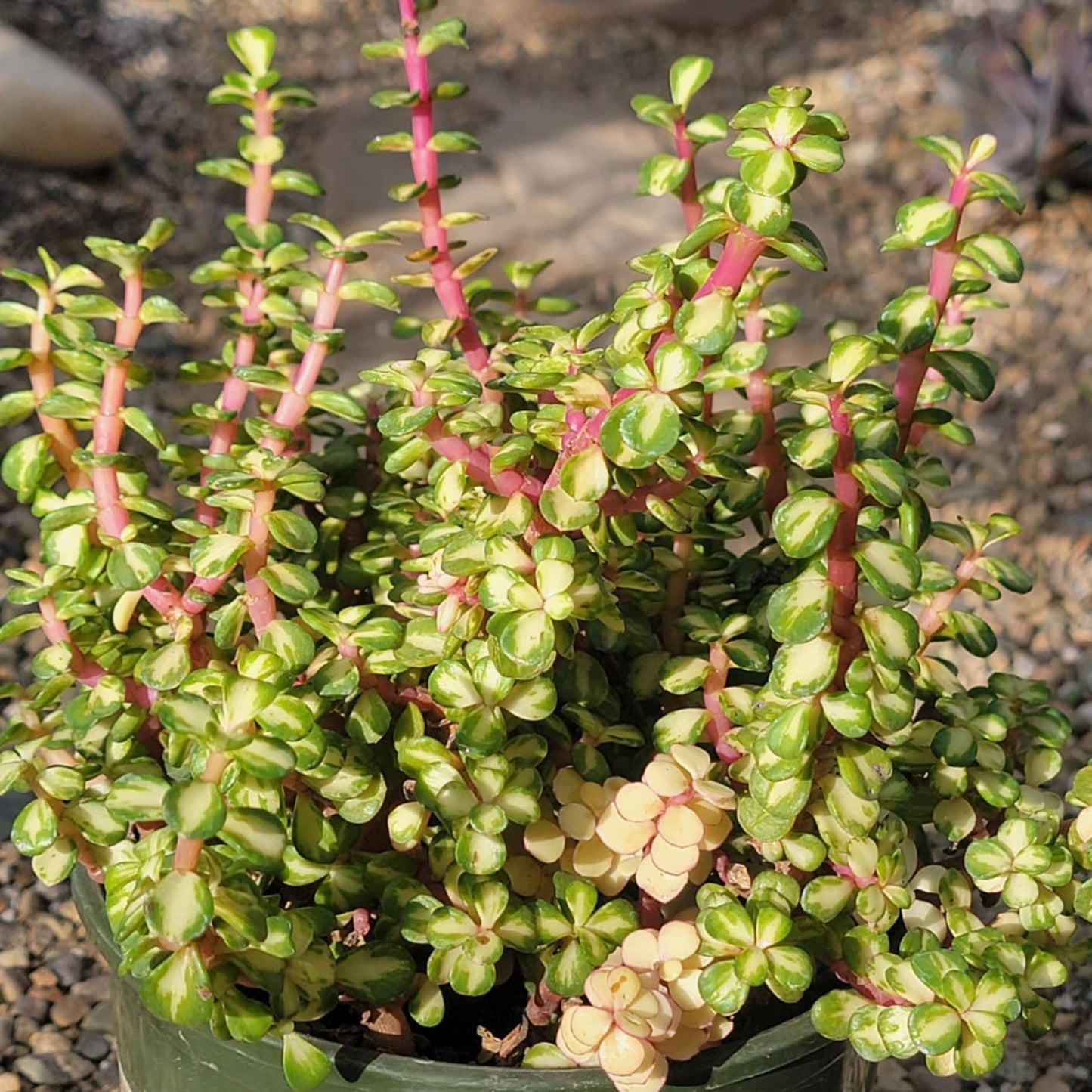 pink portulacaria afra Portulacaria Afra 'Kaleidoscope' – DesertScapeSucculent