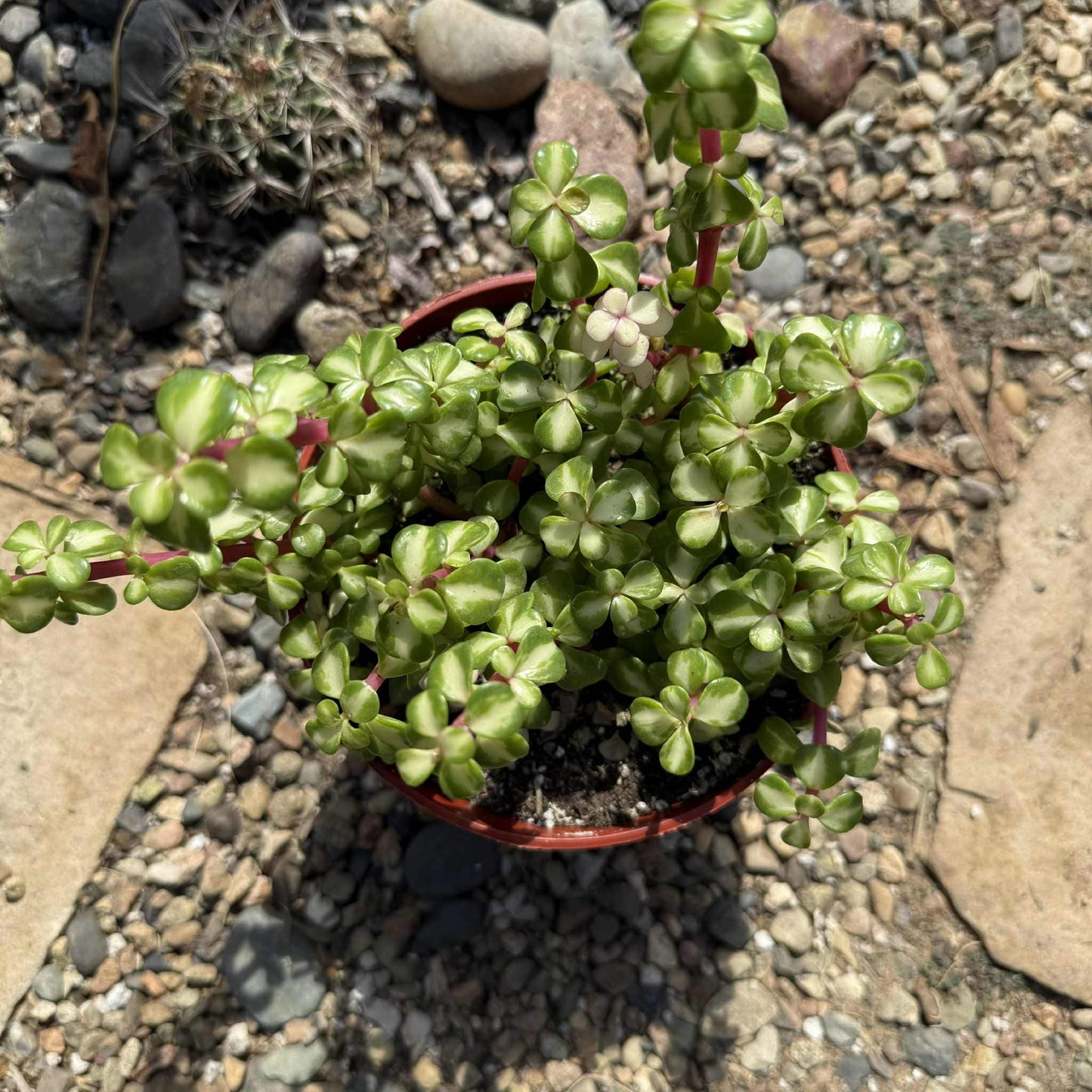 Portulacaria Afra Tricolor - 6 Inch - Succulent - DesertScapeSucculent