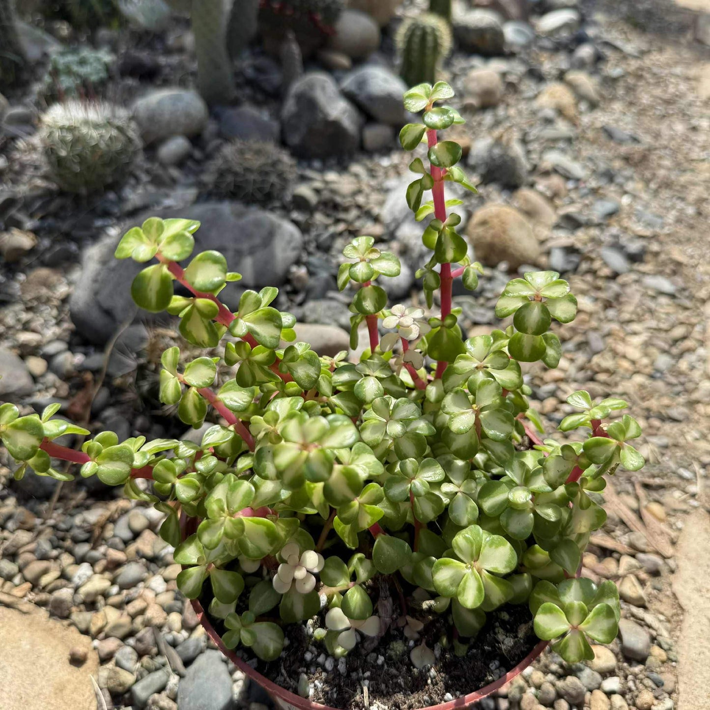 Portulacaria Afra Tricolor - 6 Inch - Succulent - DesertScapeSucculent