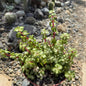Portulacaria Afra Tricolor - 6 Inch - Succulent - DesertScapeSucculent