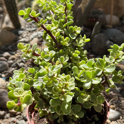 DesertScapeSucculent Succulent Portulacaria afra Variegata