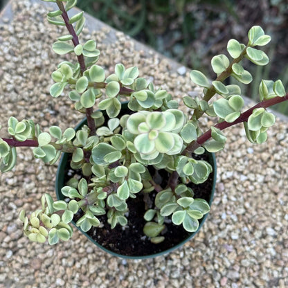 DesertScapeSucculent Succulent Portulacaria afra Variegata