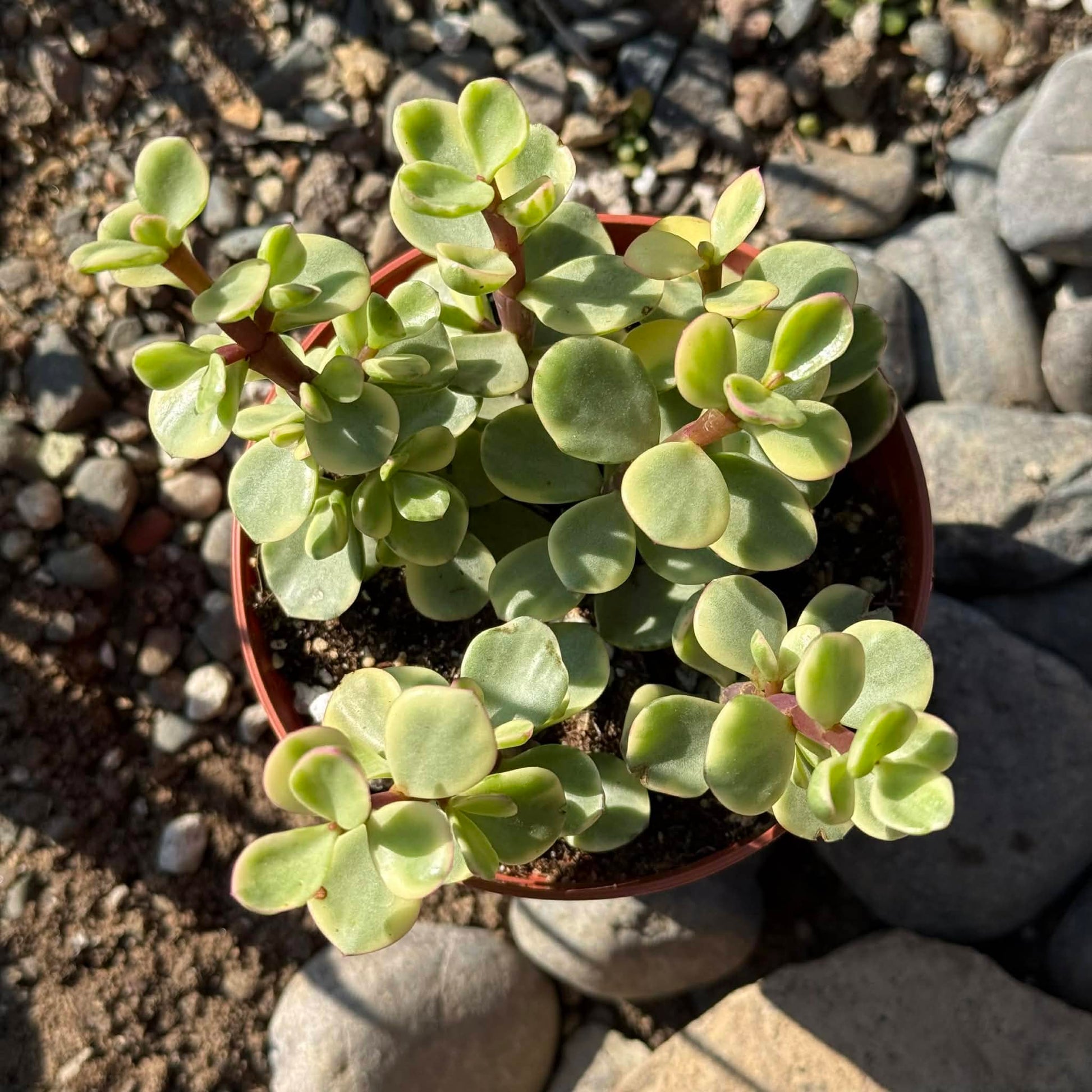 DesertScapeSucculent Succulent 4 Inch Portulacaria afra Variegata