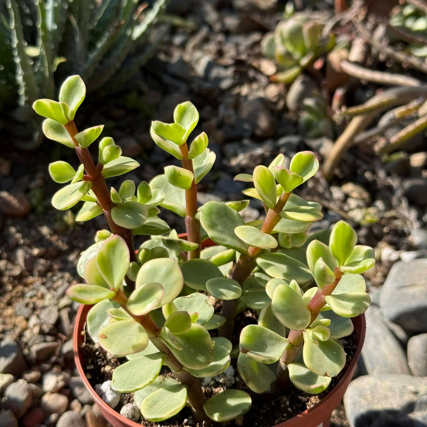 DesertScapeSucculent Succulent 4 Inch Portulacaria afra Variegata
