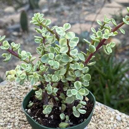 DesertScapeSucculent Succulent 4 Inch Portulacaria afra Variegata